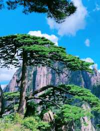 黃山懶人攻略｜後山上前山下！新手友好路線 看遍精華還不累