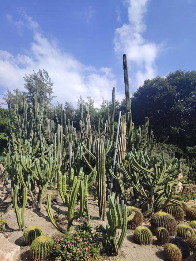 廈門園林博物園：探秘古典園林之美

廈門，這座美麗的海濱城市，不僅因其海灘、島嶼和美食而聞名於世，更