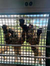 西麗動物園超詳細攻略