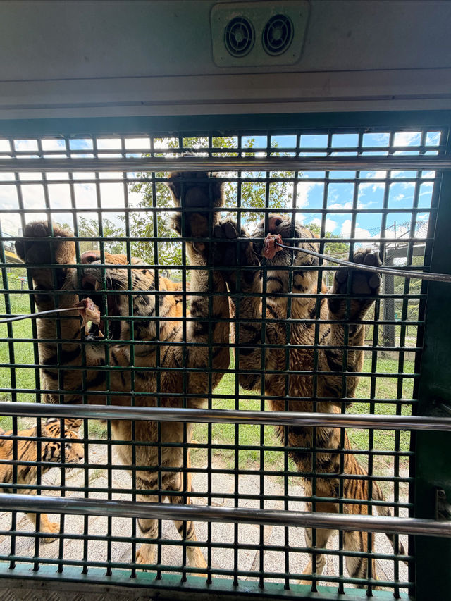 西麗動物園超詳細攻略