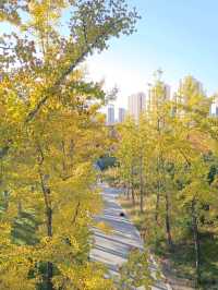 雁南公園金秋漫步指南