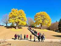 稻城亞丁10-12月必去！最美胡楊林浪漫攻略