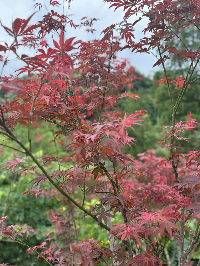 親子徒步好去處上帽峰山尋廣州早秋