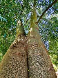 洛杉磯植物園 孔雀園 蓋蒂中心 天文台