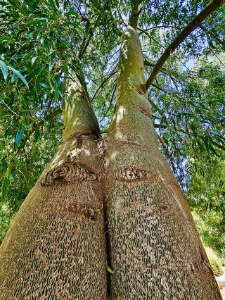 Los Angeles Botanical Garden Peacock Garden Getty Center Observatory