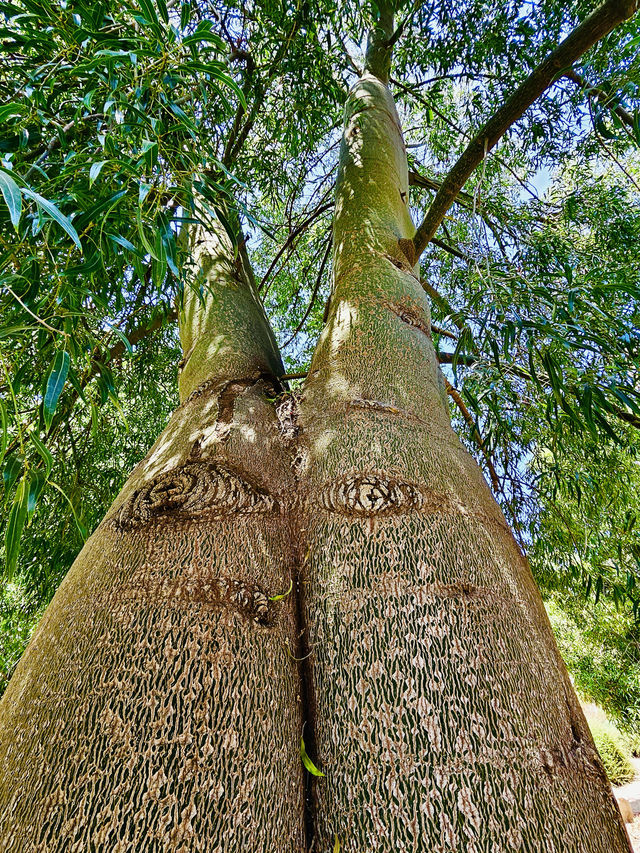洛杉磯植物園 孔雀園 蓋蒂中心 天文台