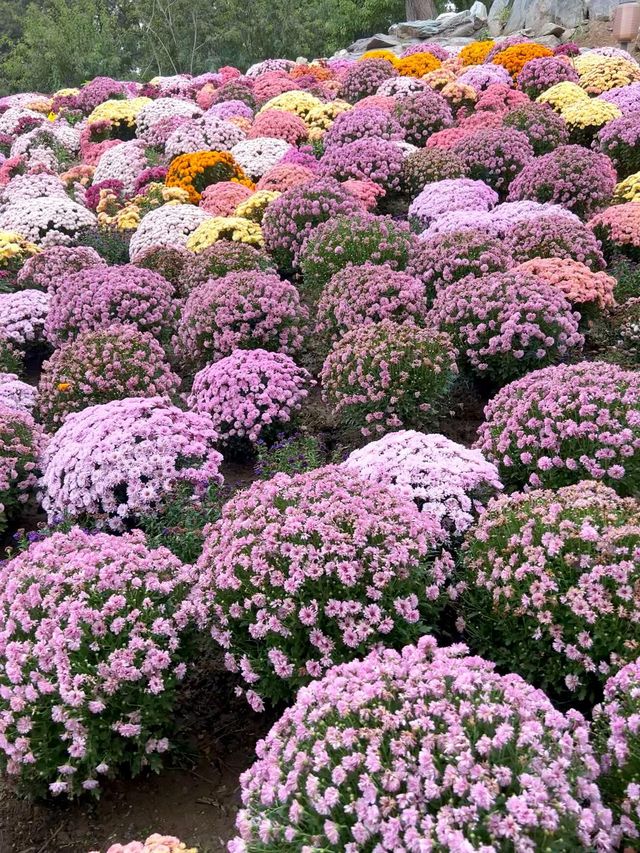 賞菊好去處在此 賞菊好去處在此