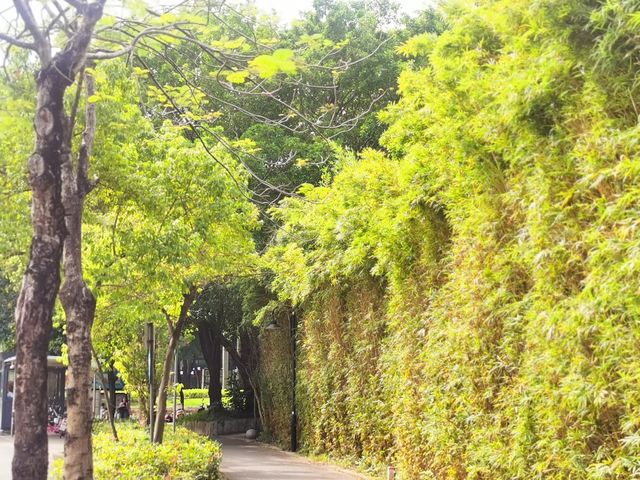 不止運動!江門元寶山公園,藏著嶺南秋日的詩意與活力 不止運動!江門元寶山公園,藏著嶺南秋日的詩意與活力