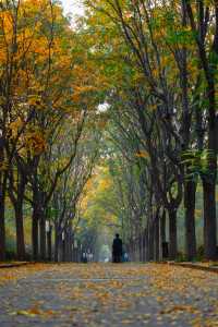 洛陽秋天所有的顏色都藏在隋唐植物園裡