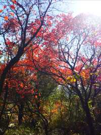 11月博山九龍峪遊玩攻略：萬畝紅葉+網紅玩法，承包秋日浪漫
