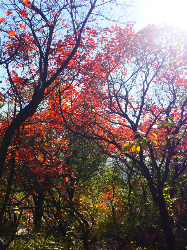 11月博山九龍峪遊玩攻略：萬畝紅葉+網紅玩法，承包秋日浪漫