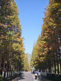 瀋陽世博園秋日漫遊｜治癒系吸氧之旅