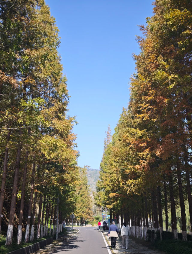 瀋陽世博園秋日漫遊｜治癒系吸氧之旅