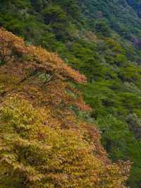 絕了！三清山的秋天美得不像話！雲海梯田爬山攻略