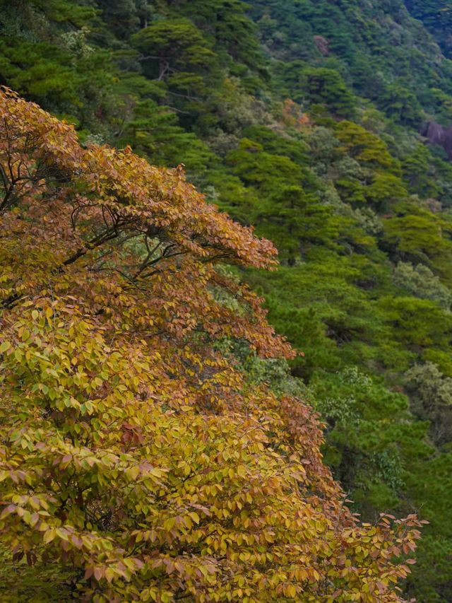 絕了！三清山的秋天美得不像話！雲海梯田爬山攻略