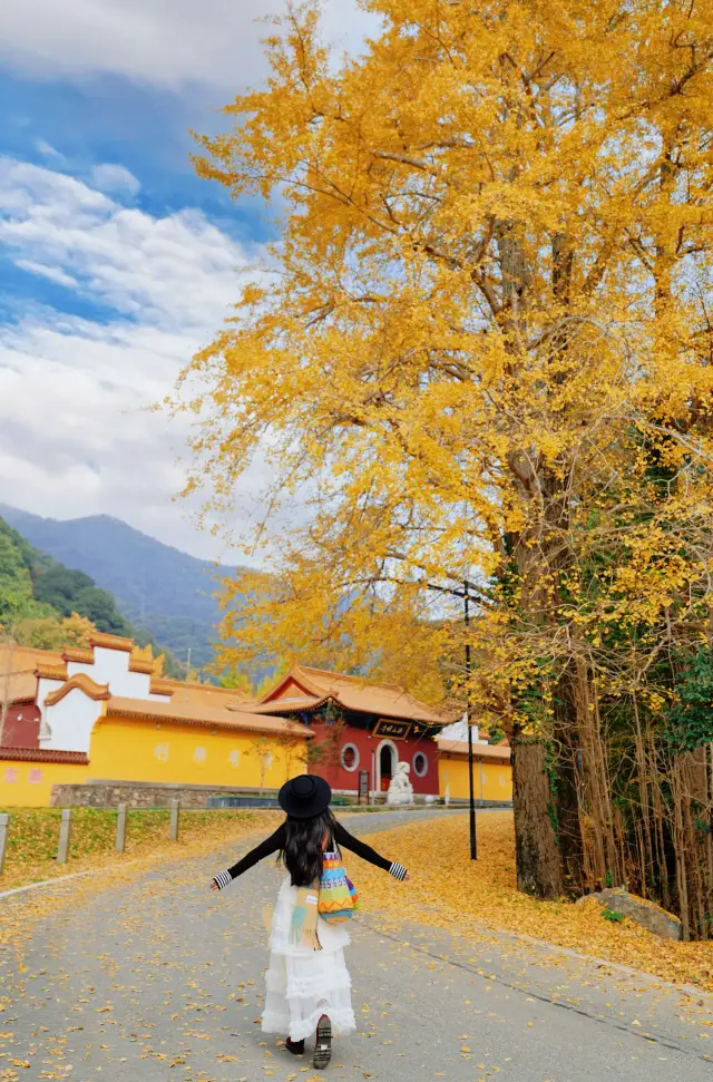 The ginkgo trees around Wuhan have turned yellow!! A two-day, one-night guide to Dahong Mountain in Suizhou
