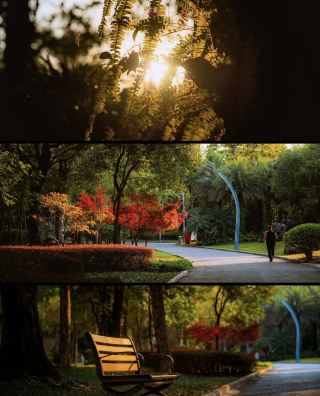 Maple Leaves Turn Red / Ma Lu Mountain in Liuzhou