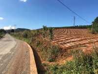 油菜花海徒步攻略