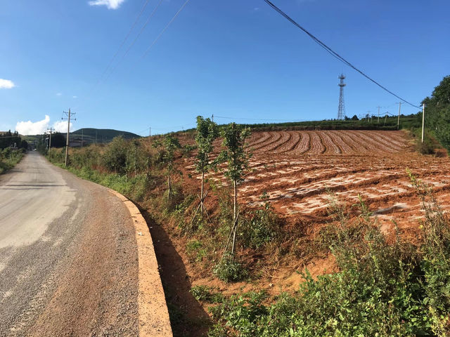 油菜花海徒步攻略