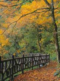 瓦屋山秋冬逃票攻略！免費期衝啊 