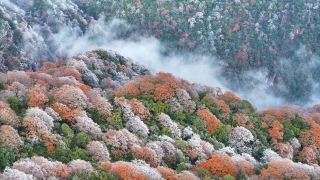 설산 기슭에서 벚꽃 찾기 가이드～범정산