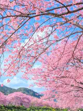 2026 Recommended Cherry blossom viewing in Izunokuni (Updated