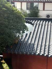 雪山下的屋頂秘境