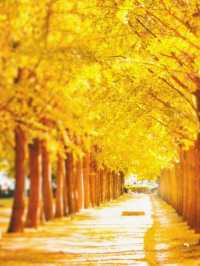 就在廣東1h直達親子溫泉銀杏兩日遊