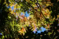 劍川桑嶺村|百年古木林美成了打翻的調色盤