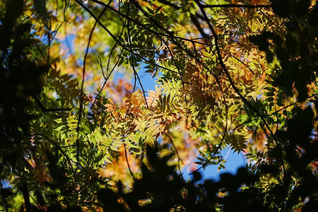 劍川桑嶺村|百年古木林美成了打翻的調色盤 劍川桑嶺村|百年古木林美成了打翻的調色盤