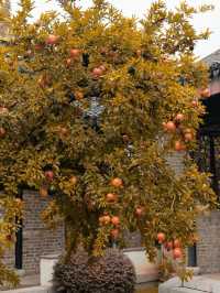 48小時闖入徐州冰雪秘境霧淞林海+古村雪韻一鍵get!