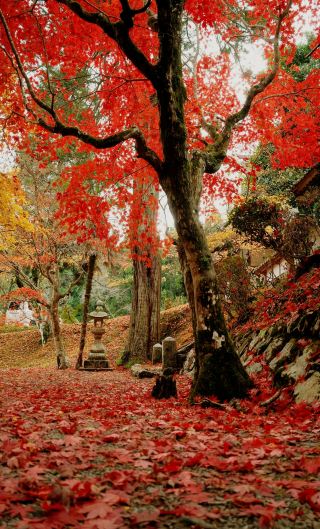 Kyoto's Hidden Autumn Foliage Spot for Off-the-Beaten-Path Check-ins