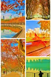 梧桐金雨絕絕子！世紀公園秋日限定攻略