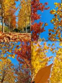 可惜你不來宜春 秋日限定打卡攻略大全