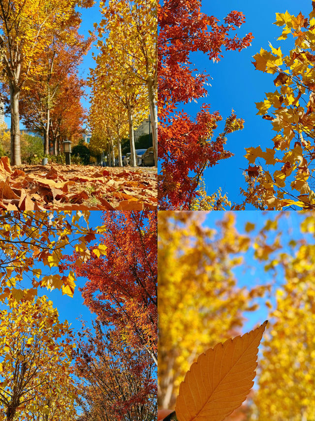 可惜你不來宜春 秋日限定打卡攻略大全