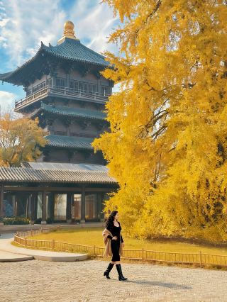 Steal a weekend in Jiangnan! The 900-year-old ginkgo is golden, and the water fire dance is dazzling