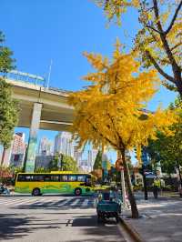 靜安輔德里公園的秋日秘境live