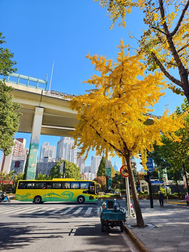 靜安輔德里公園的秋日秘境live