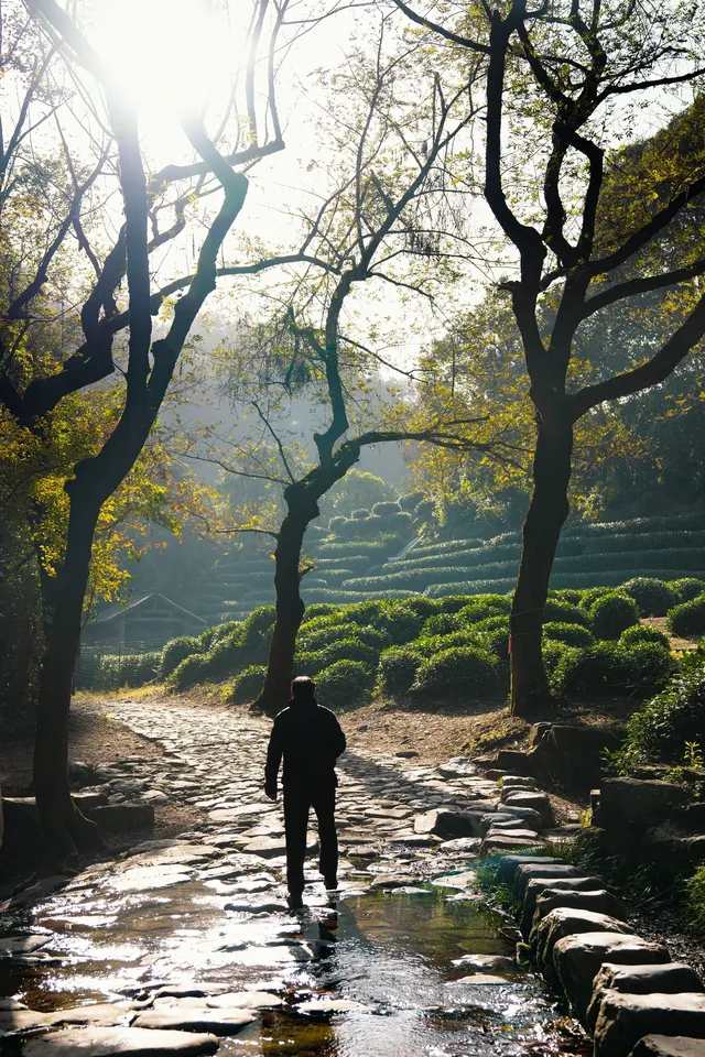 26.11.25 杭州 九溪煙樹 26.11.25 杭州 九溪煙樹