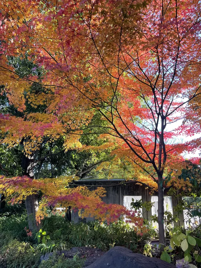 名古屋紅葉—白鳥庭園 名古屋紅葉—白鳥庭園