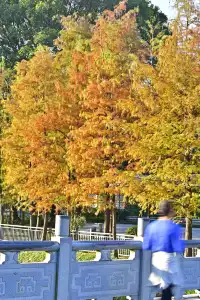 18圖帶你看深圳秋冬限定美景