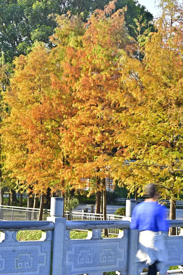 18圖帶你看深圳秋冬限定美景 18圖帶你看深圳秋冬限定美景