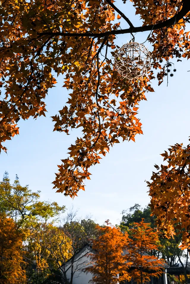 亭林公園楓葉紅透啦