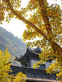 陝西！西安千年古寺銀杏絕美