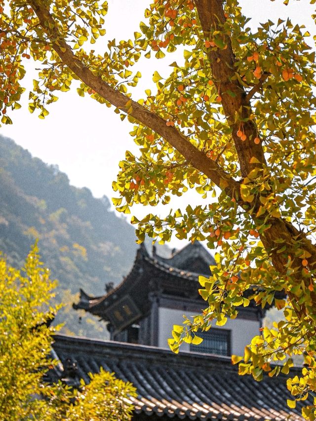 陝西！西安千年古寺銀杏絕美