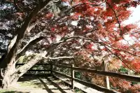 11月末的莫干山 我遇見了最治癒的深秋