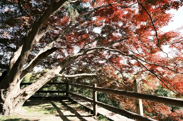 11月末的莫干山 我遇見了最治癒的深秋 11月末的莫干山 我遇見了最治癒的深秋