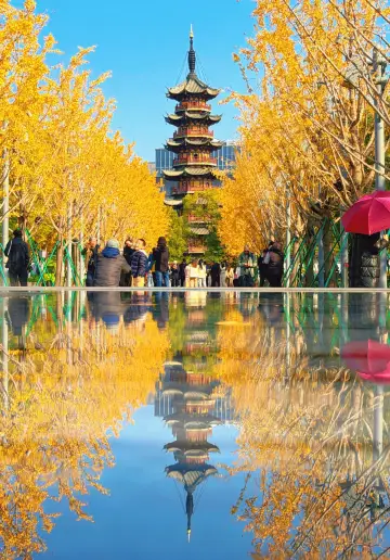 I managed to capture the ginkgo leaves in the Magic City this year too