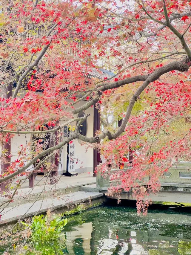 West Lake in Autumn｜Colorful autumn leaves dye the lake and mountains, creating a beautiful, healing painting