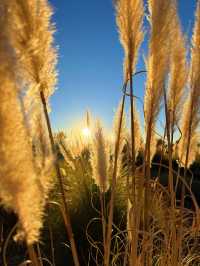 走進畫裡|滇池邊的樹與水與風都是自由的